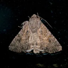 Nutmeg Moth thumbnail 1