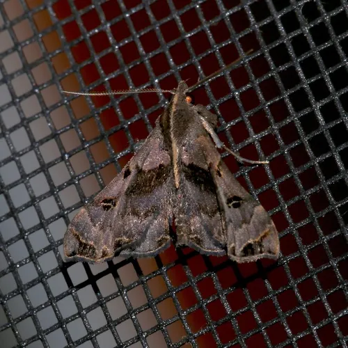 Faint-spotted Palthis Moth