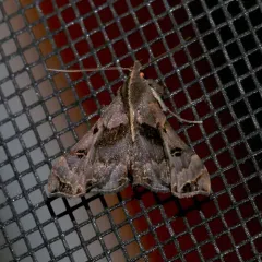 Faint-spotted Palthis Moth thumbnail 1