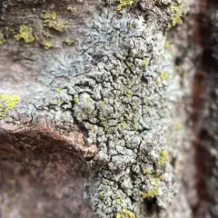 Hyperphyscia confusa thumbnail 2