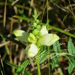 white turtlehead thumbnail 2