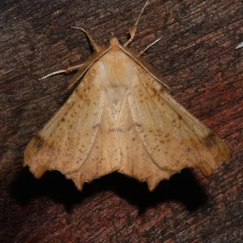 Maple Spanworm Moth