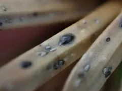 Lophodermium piceae thumbnail 3