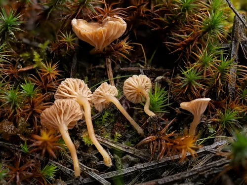 Omphalina rivulicola