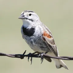Thick-billed Longspur thumbnail 3