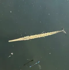 Longnose Gar thumbnail 3