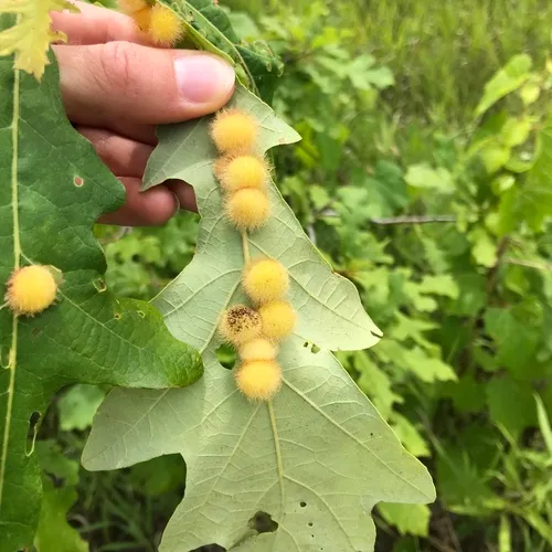Acraspis villosa