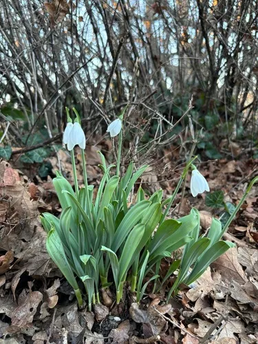 Pleated Snowdrop