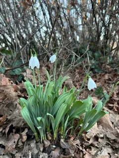 Pleated Snowdrop thumbnail 1