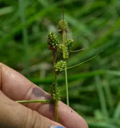 Bush's Sedge thumbnail 2