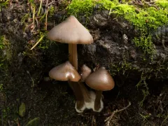 Entoloma subcapitatum thumbnail 3