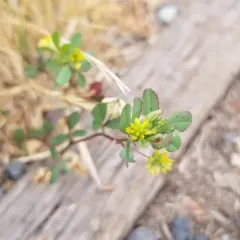 Lesser hop trefoil thumbnail 2