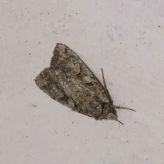 Dappled Dart thumbnail 4