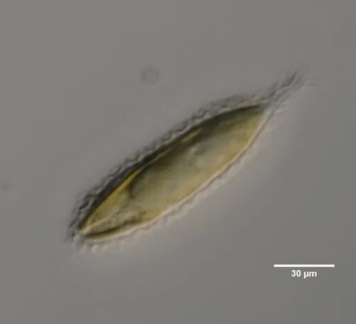 Mallomonas insignis