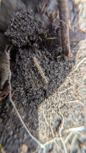 Compact Flat-backed Millipede