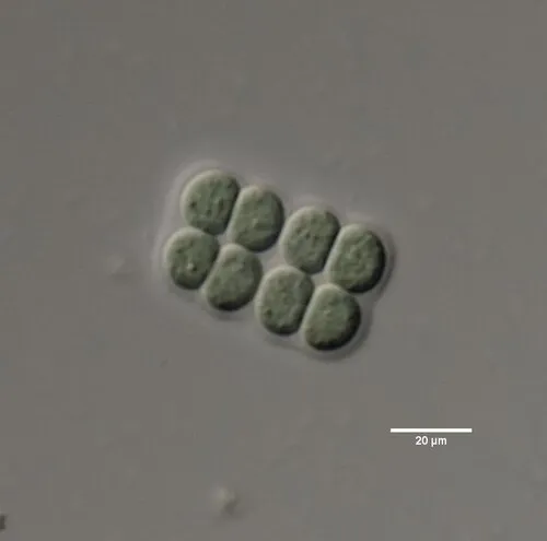 Merismopedia smithii
