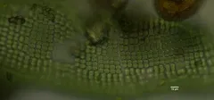 Merismopedia convoluta thumbnail 2
