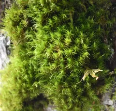 dicranum moss thumbnail 4