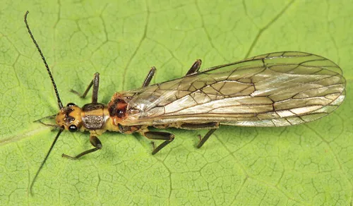 Spiny Springfly