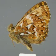 Freija Fritillary thumbnail 1