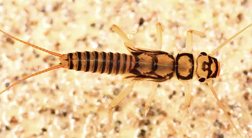 Transverse Stripetail