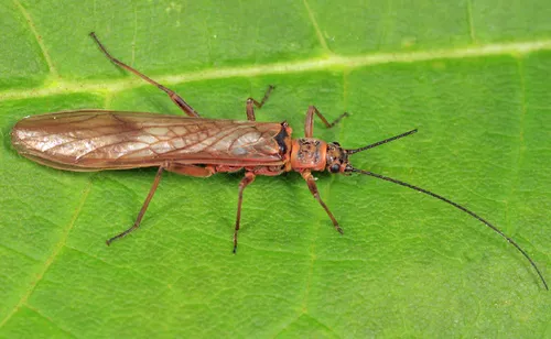 Smoky Willowfly