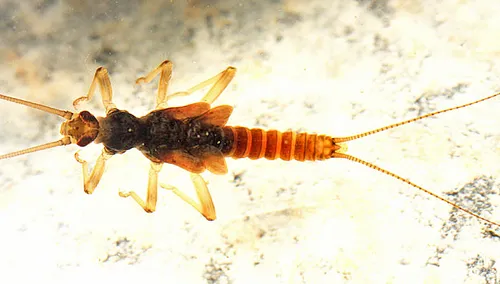 Dark Willowfly