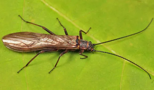 Atlantic Willowfly