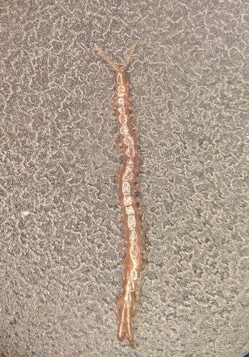 Cryptops leucopodus