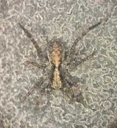 Shore Spider thumbnail 4