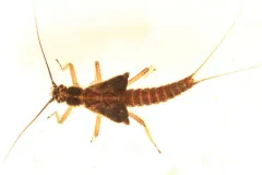 Boreal Willowfly thumbnail 2
