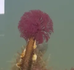 Split-branch Feather Duster Worm thumbnail 4