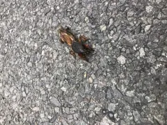 European Mole Cricket thumbnail 4
