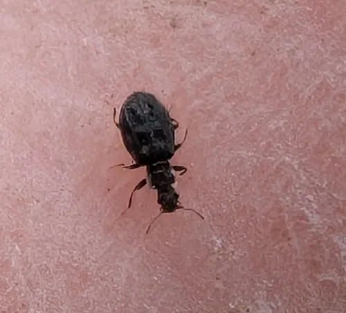 Swollen Fungus Beetle