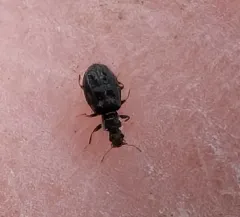 Swollen Fungus Beetle thumbnail 1