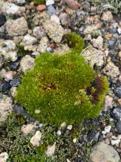 Pohlia bulbifera thumbnail 4