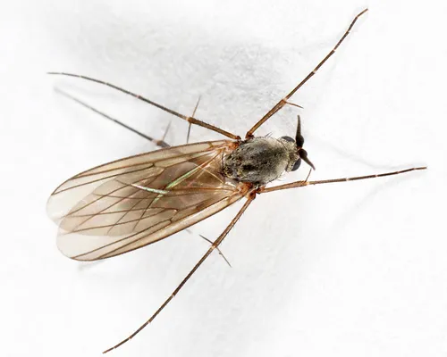 Stigmatomeria crassicornis