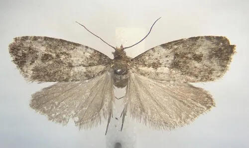 Phiaris bipunctana
