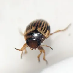 Nectoporus obesus thumbnail 3