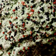Bloody-heart Lichen thumbnail 2