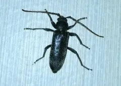 Robust Oak Borer thumbnail 3