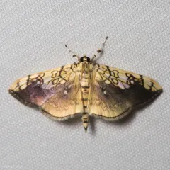 Basswood Leafroller Moth thumbnail 2