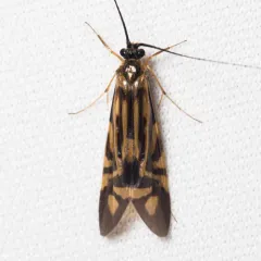 Zebra Caddisfly thumbnail 1