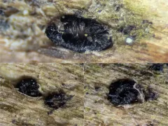Pseudolachnea hispidula thumbnail 2