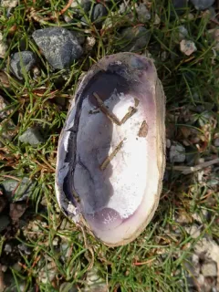 Neotrapezium liratum thumbnail 4