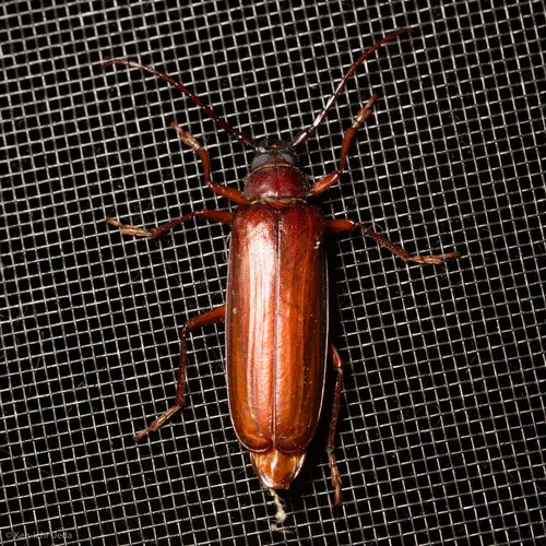 Brown Prionid