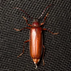 Brown Prionid thumbnail 1