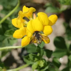 bird's-foot trefoil thumbnail 3