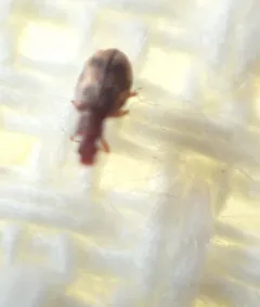 Cartodere bifasciata thumbnail 4
