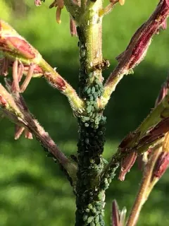 Corn Leaf Aphid thumbnail 1